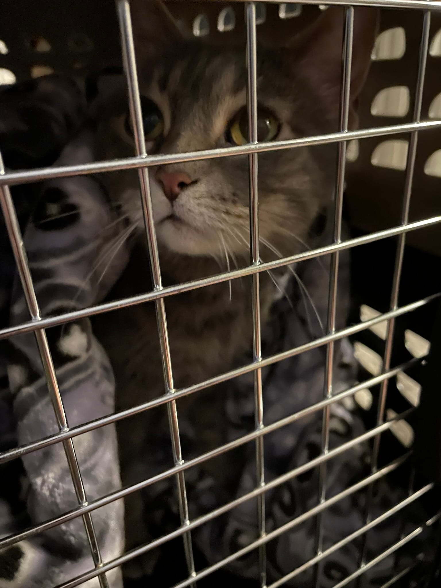 Gray and white cat sitting calmly in wire pet crate, looking directly at camera with alert but peaceful expression